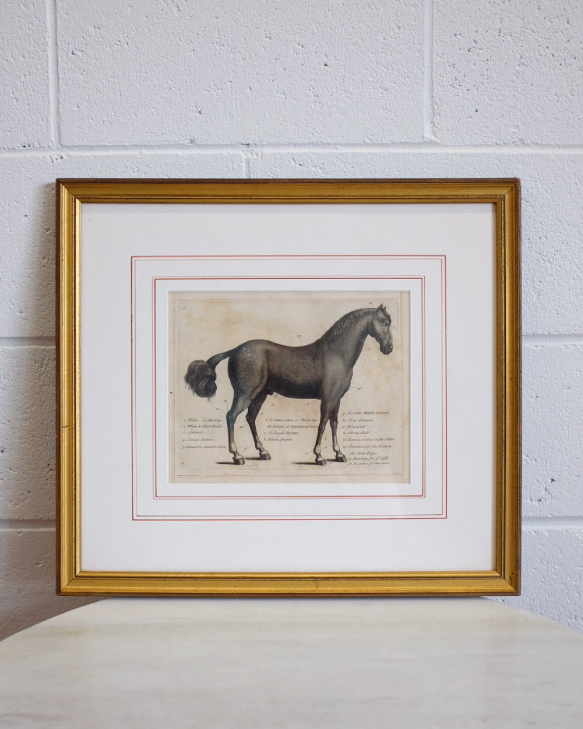 Horse Anatomy Print in Gold Frame