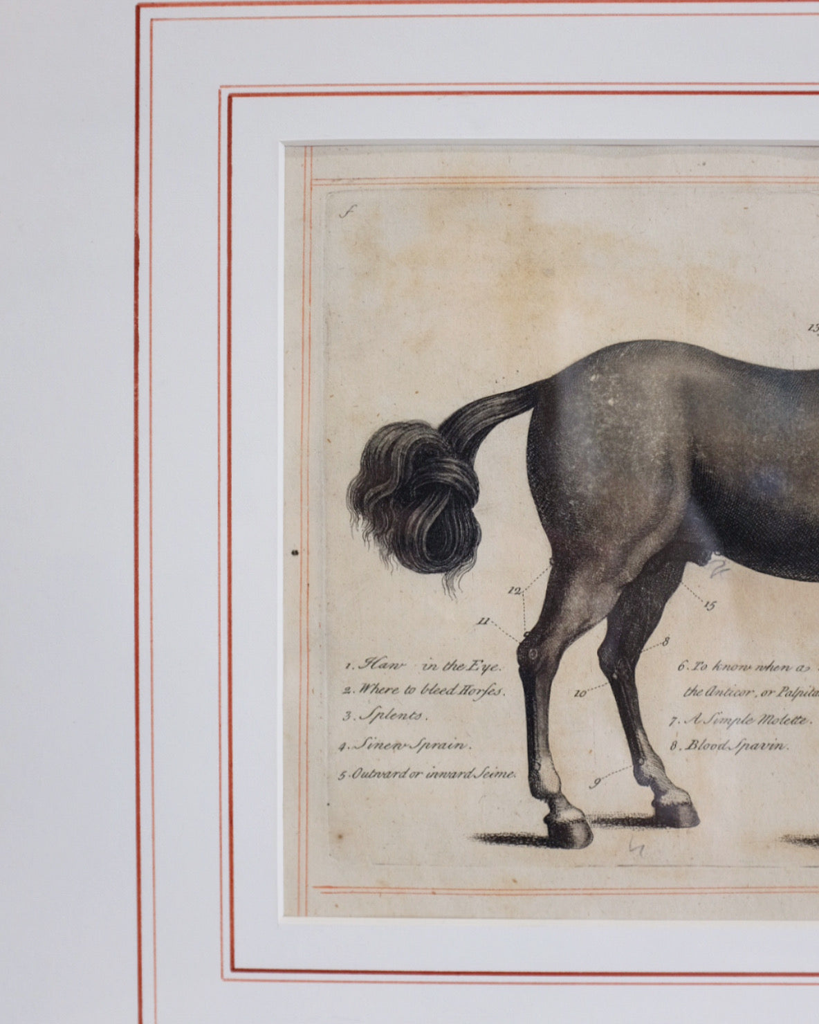 Horse Anatomy Print in Gold Frame