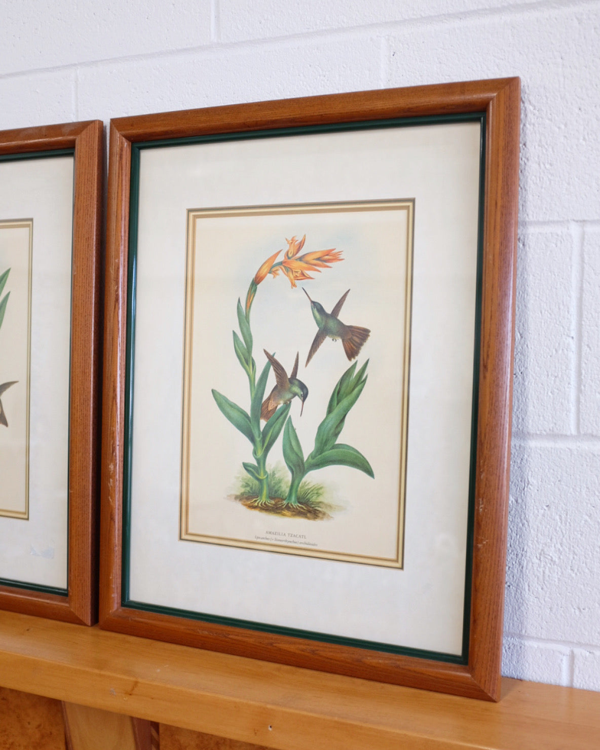 Pair of Botanicals with Hummingbirds