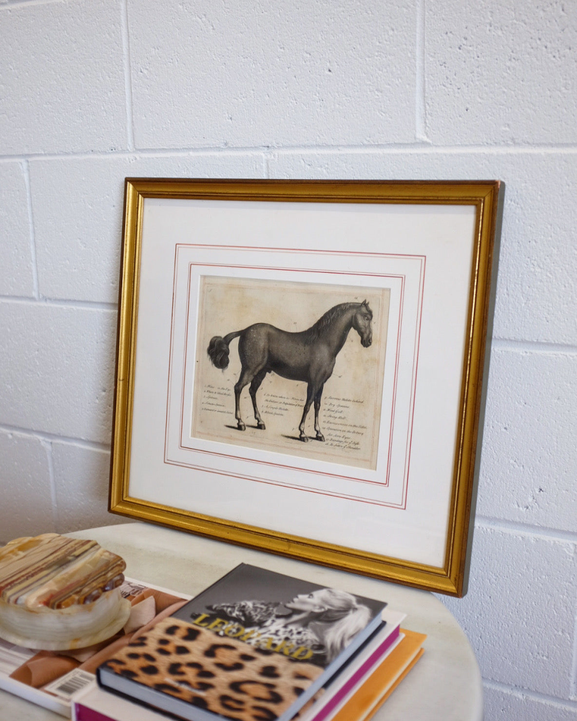Horse Anatomy Print in Gold Frame
