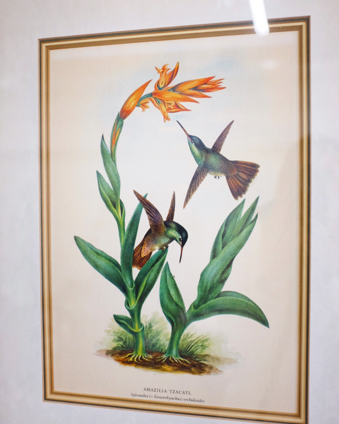 Pair of Botanicals with Hummingbirds