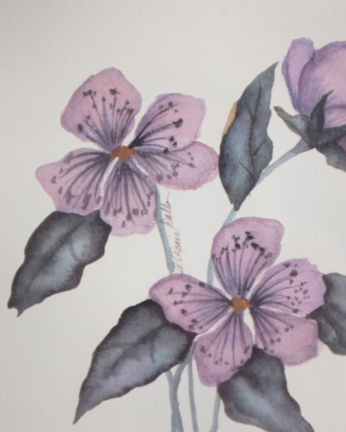 Signed & Numbered Purple Botanical Print