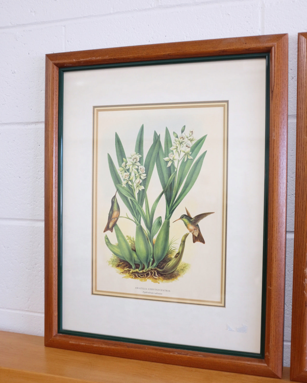 Pair of Botanicals with Hummingbirds