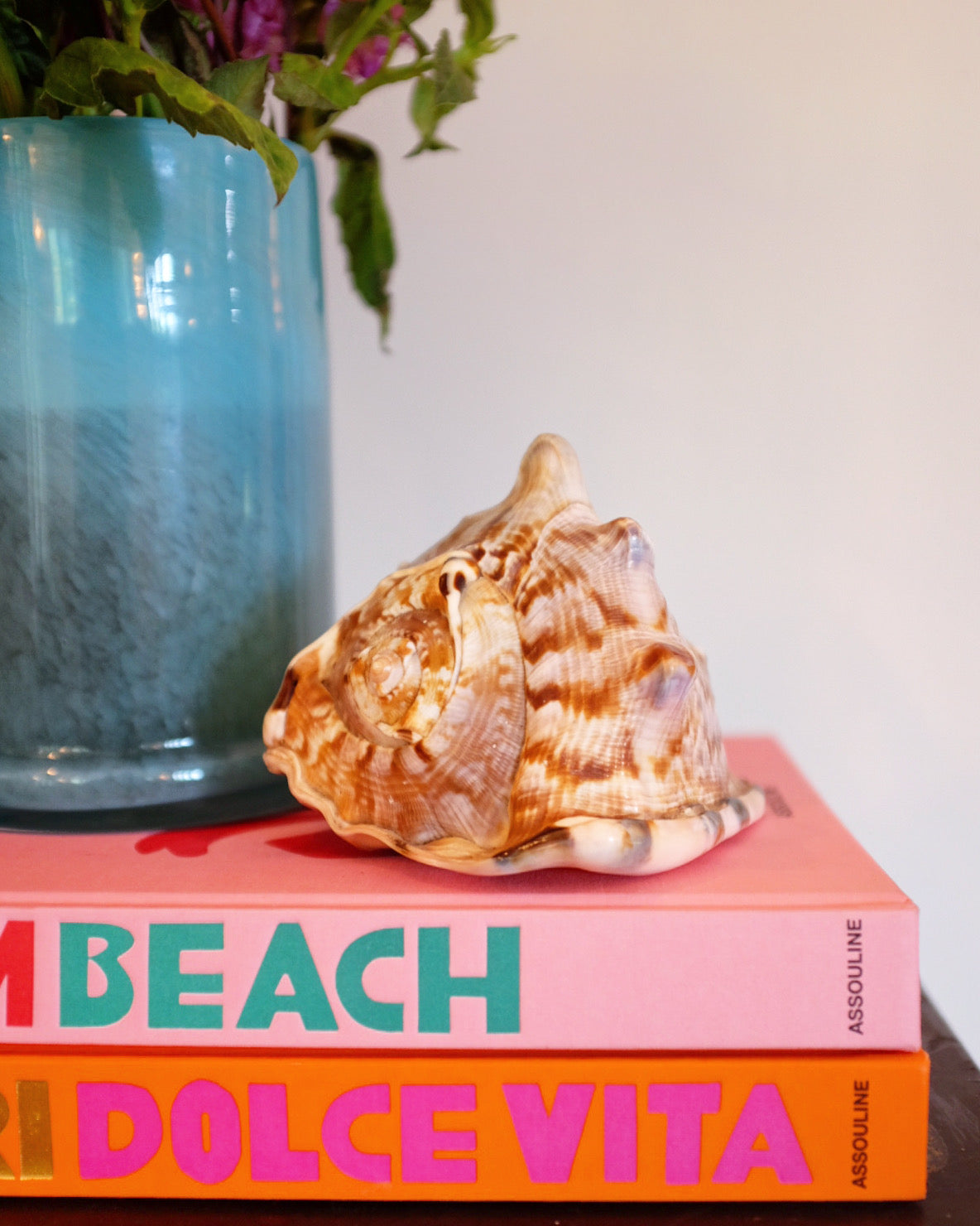 Natural Bull Mouth Seashell