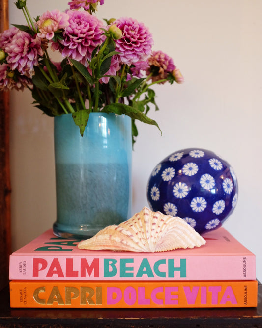 Turkey Wing Large Seashell