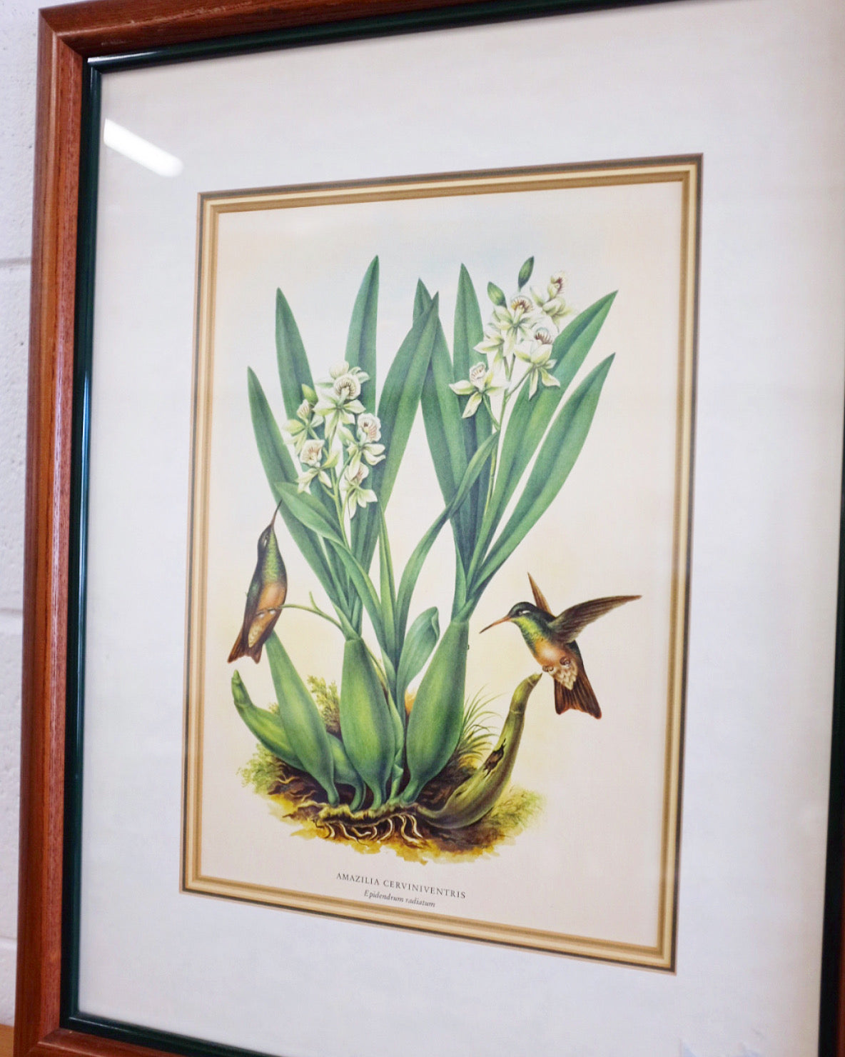 Pair of Botanicals with Hummingbirds