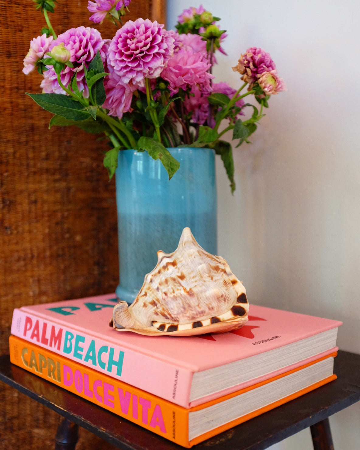 Natural Bull Mouth Seashell