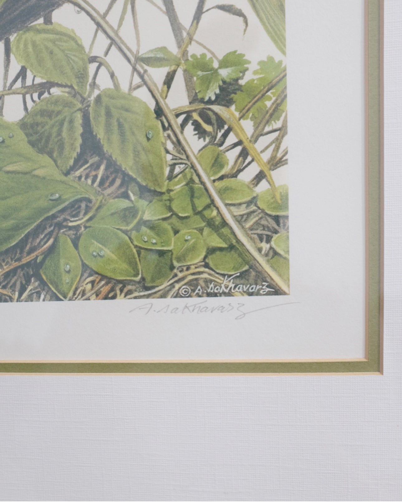 Large Signed and Numbered Bird Botanical Print